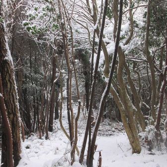 樹木でどの程度降ってるのか不明