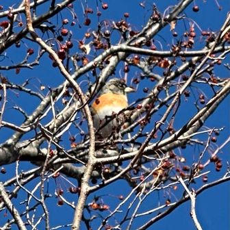 Google検索では､「アトリ」だそうです。🐧コゲラやヤマガラなども見る事ができました。