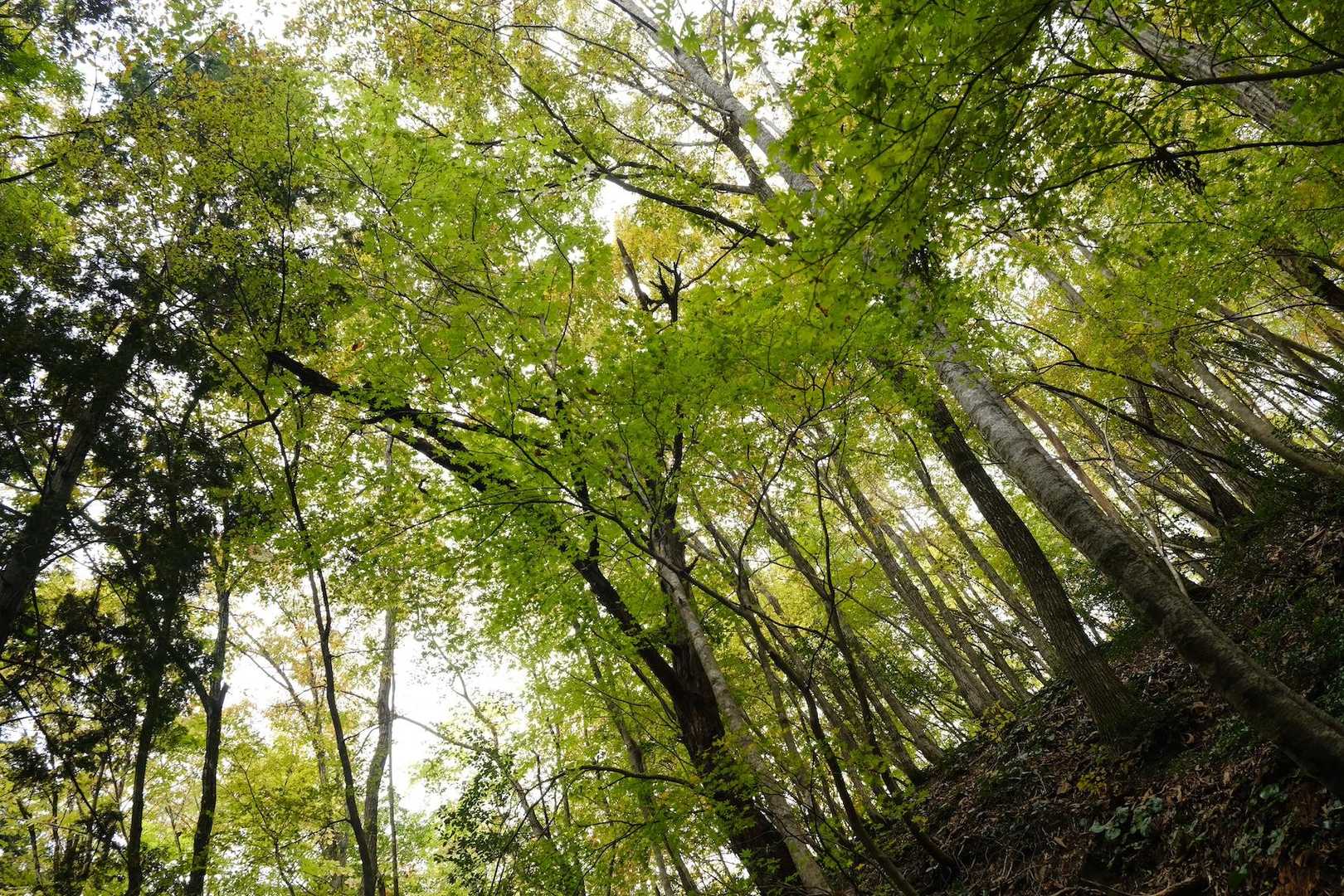 シチグレ峠-百里ヶ岳-根来坂峠 周回コースの写真