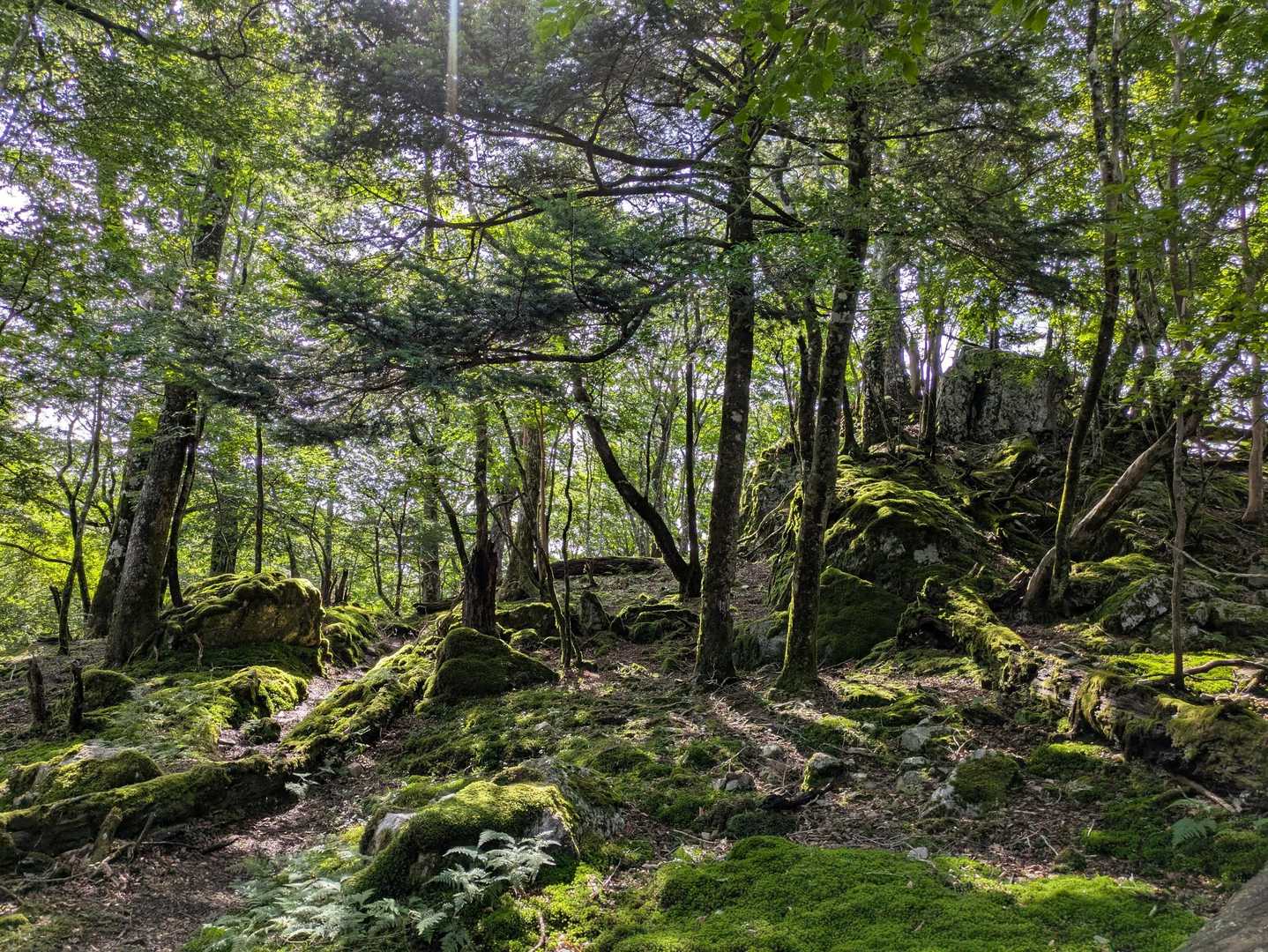 ゴボウ畠登山口-白岩峠-馬つなぎ場-扇山 往復コースの写真