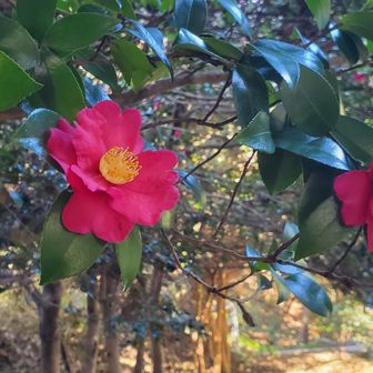 サザンカの道を歩きます
かわいい山茶花✨