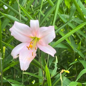 ササユリ（Japanese Lily / Bamboo lily）その5