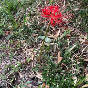 そういえば彼岸花ってうちの方には無いな