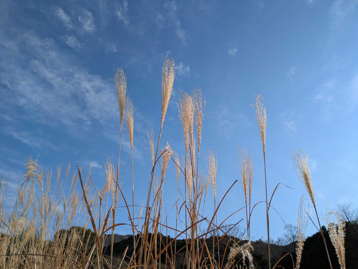 上杉尾根コース登山口-妙見山-黒川駅 周回コースの写真