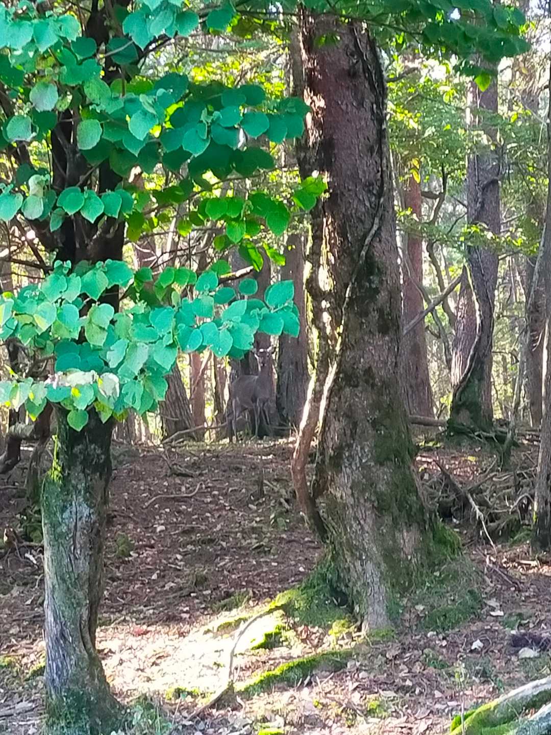 シカがみてる。