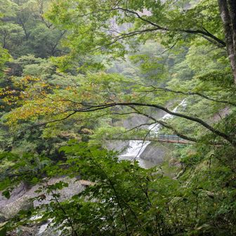 これから紅葉すると、袋田の滝もキレイですよ🍁