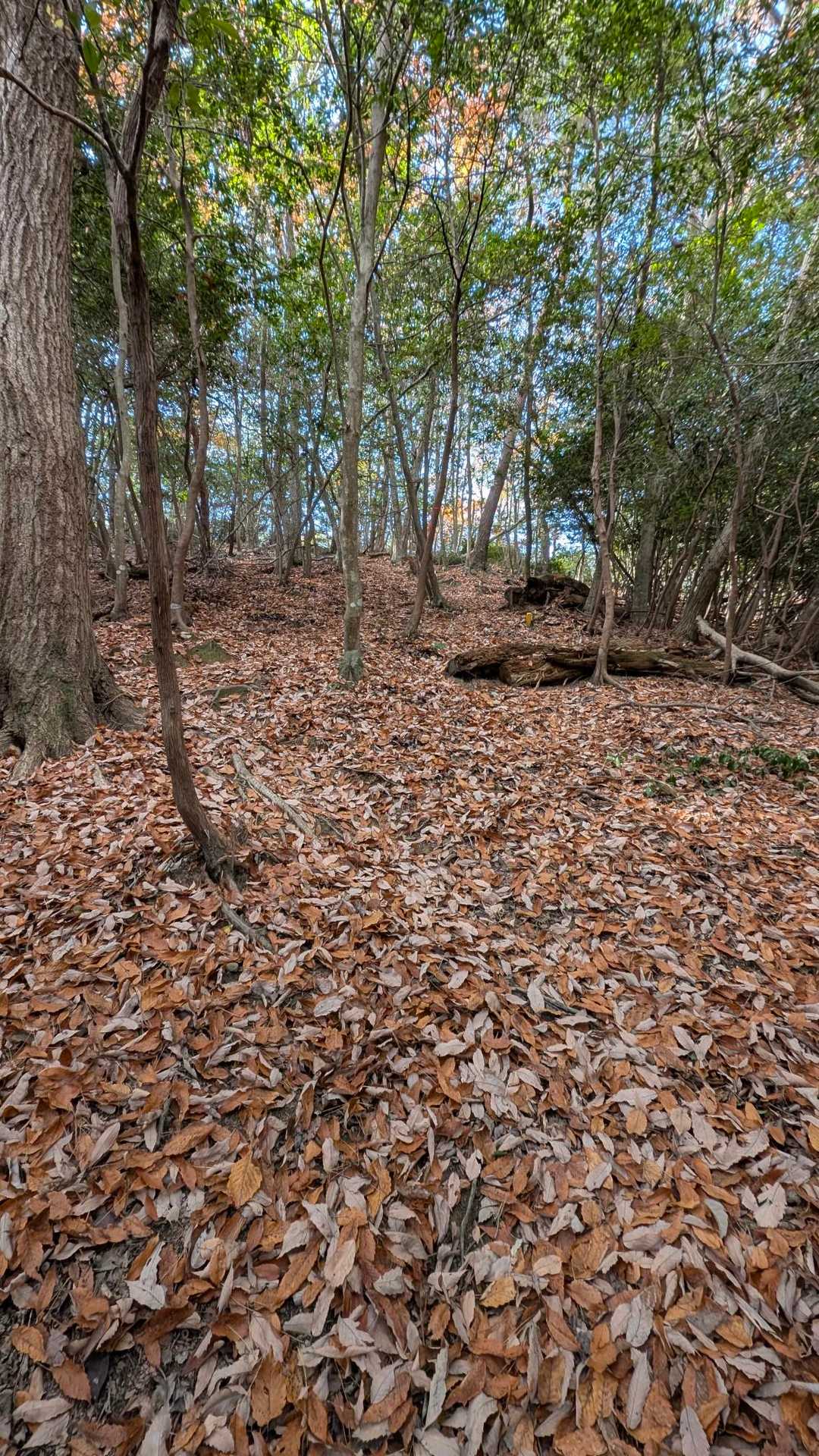 落ち葉沢山の登りは疲れるね