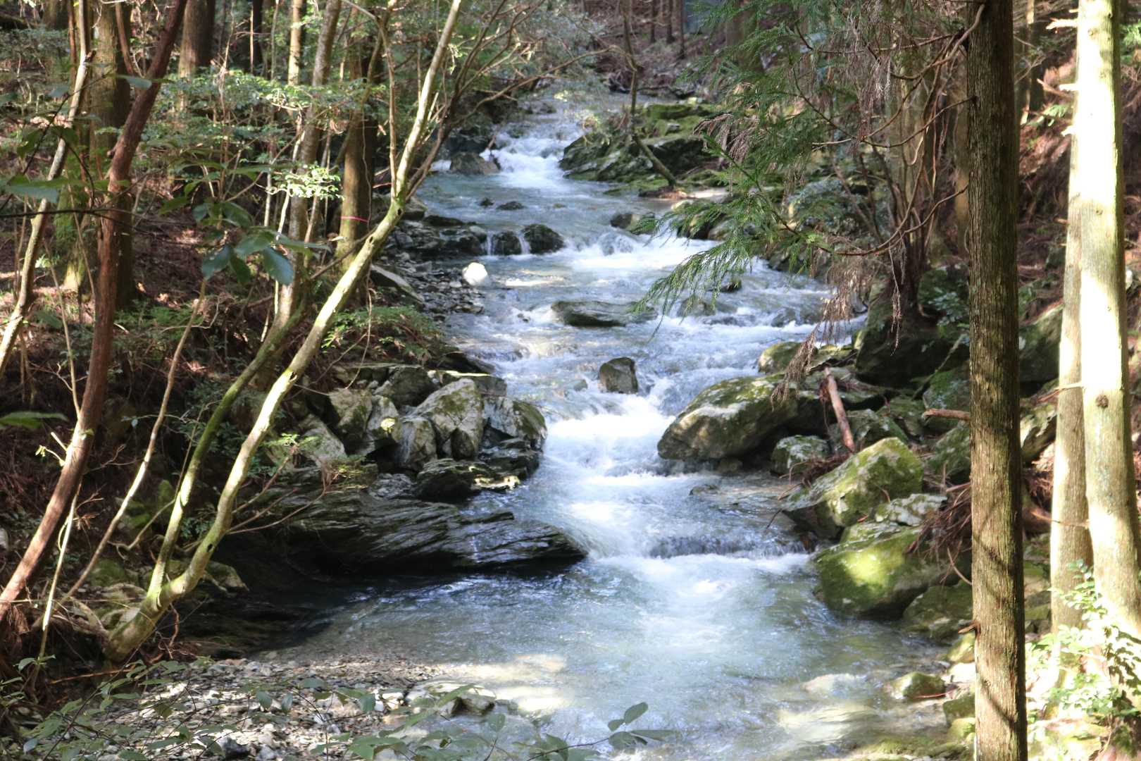 川横を歩きます