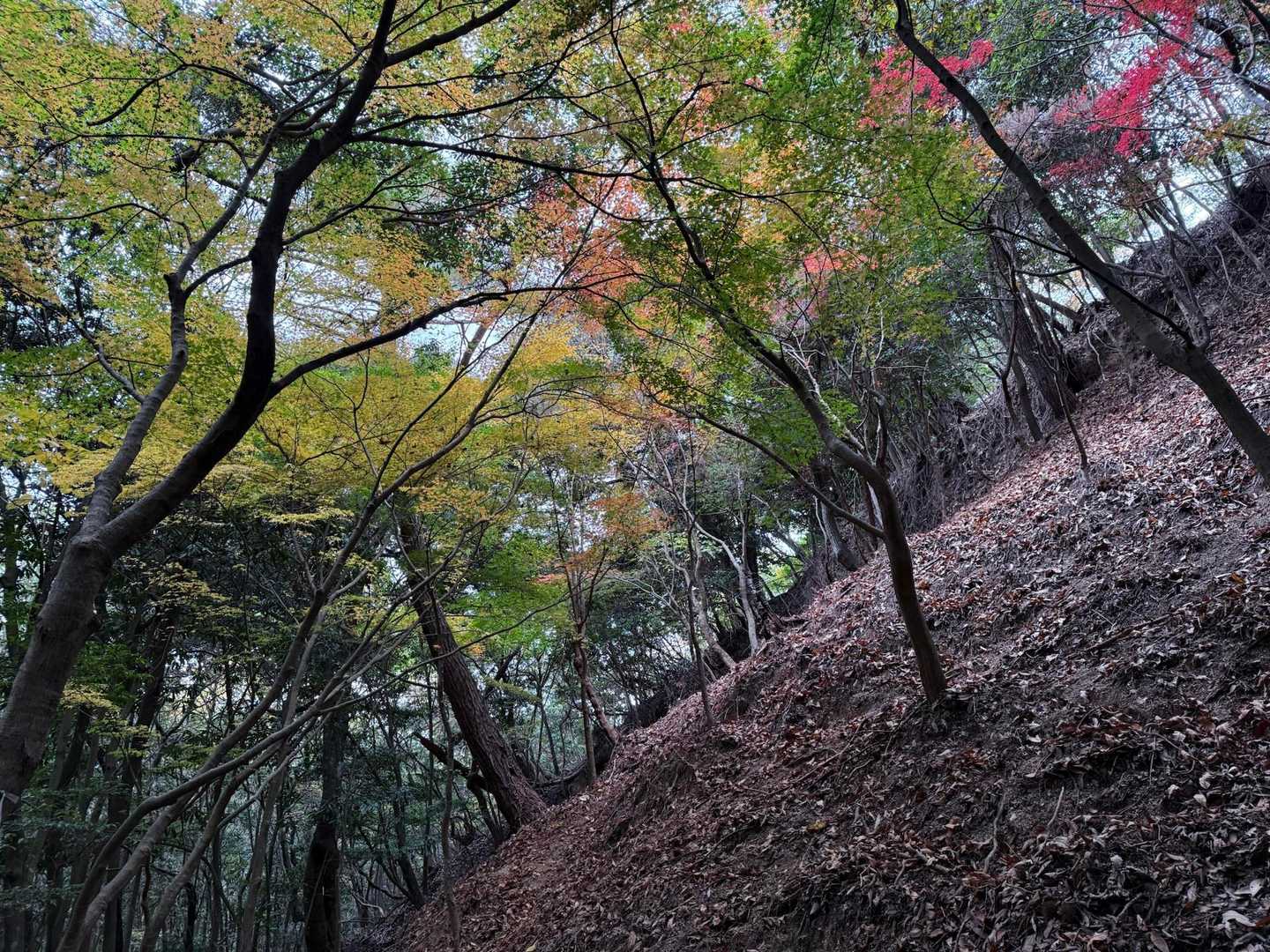 登りは人多かったけど
こっちの道はほぼいない