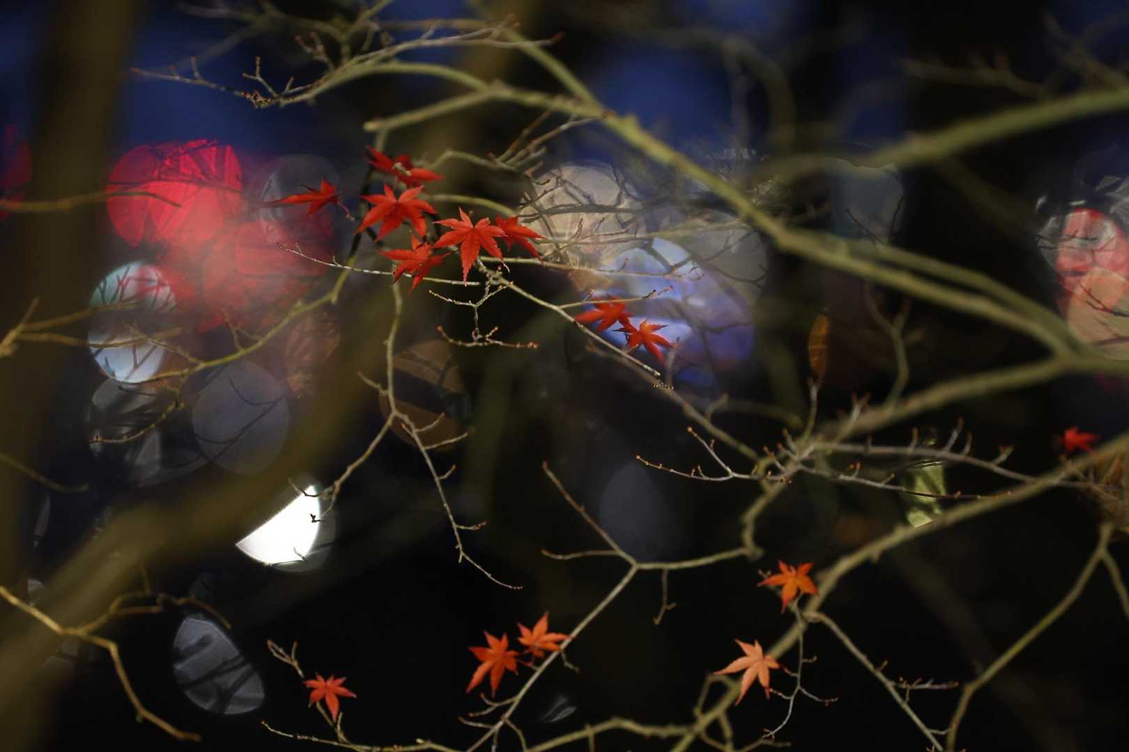 紅葉が残ってた🍁