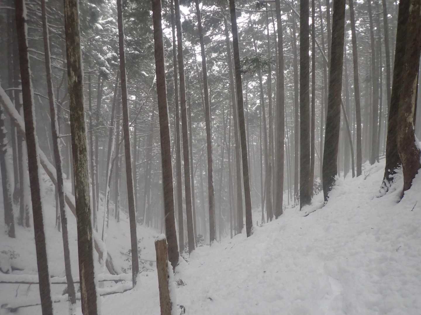 踏み跡はしっかりあって、ジグザグでゆるやかに標高を上げていく