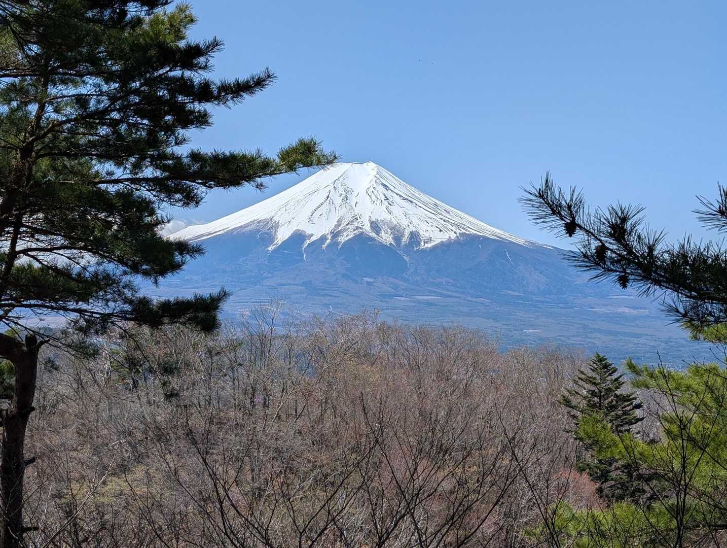 ここは松の木があり、富士山の写真を撮ると強制的にコラボになります。
