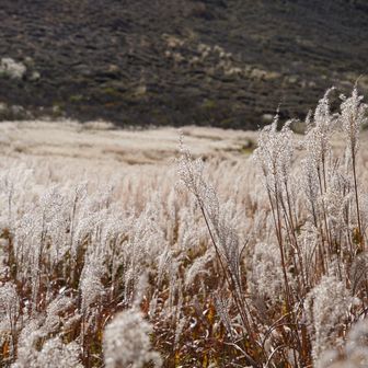 秋です🌾