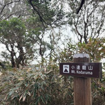 下ばかり見ていたら見逃す
小達磨山の山頂標識
奥ゆかしく、控えめな山頂です。