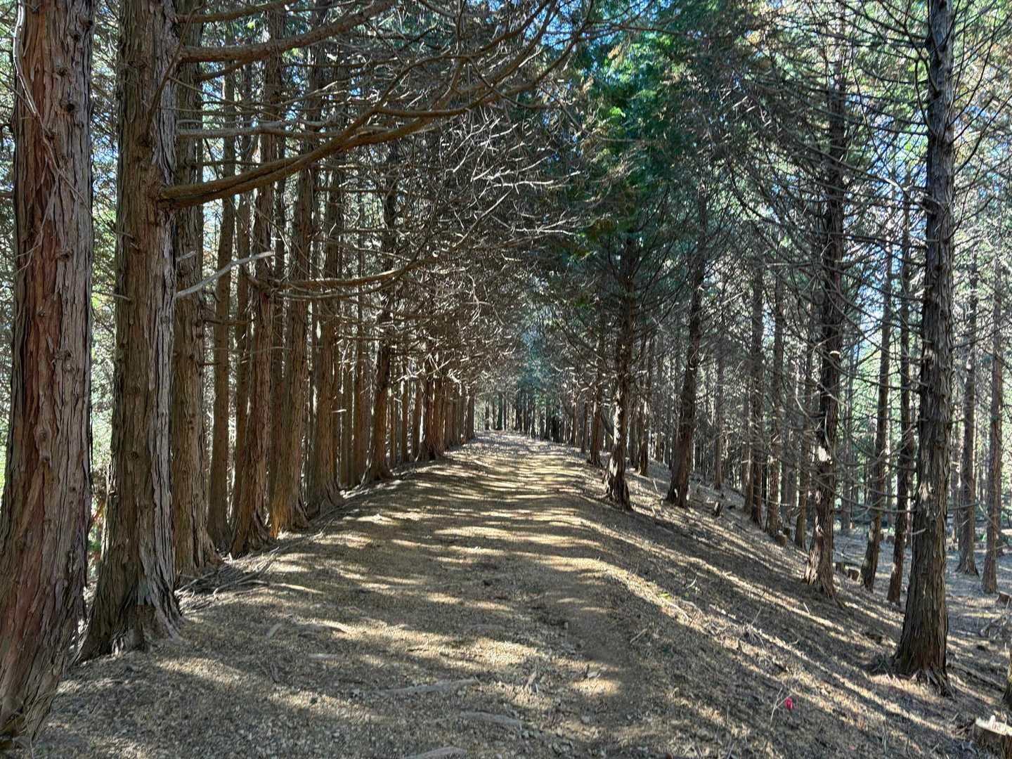木漏れ日が差し込む広い尾根道