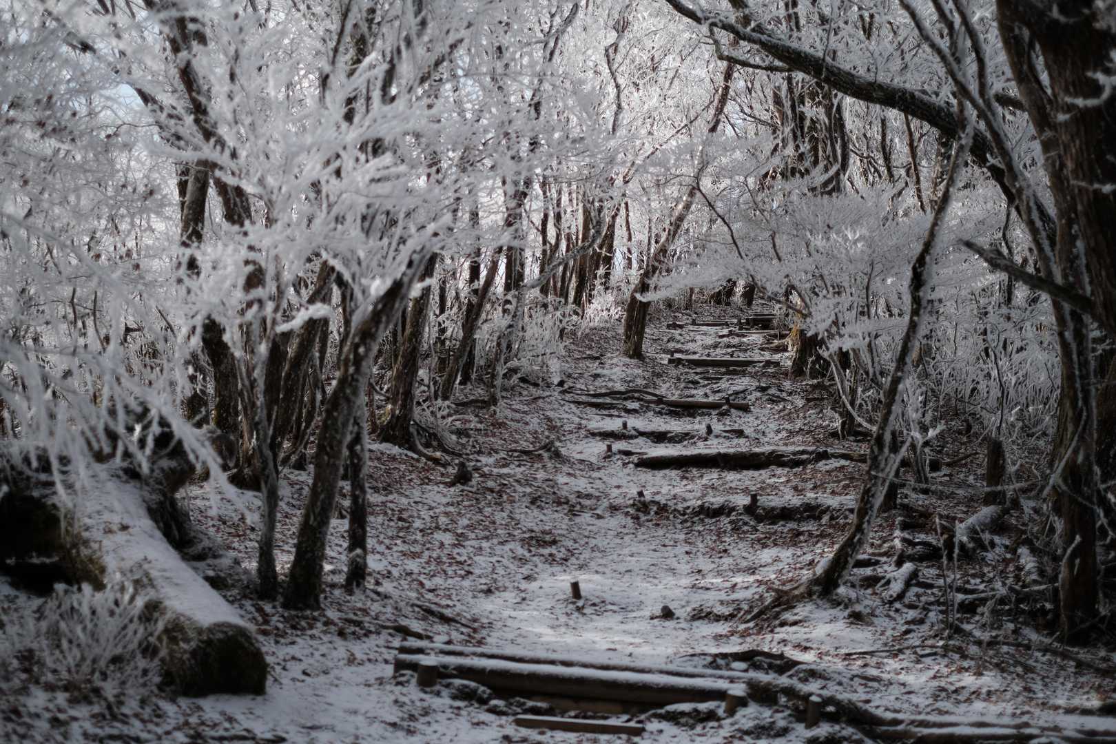 寧比曽岳 往復コースの写真