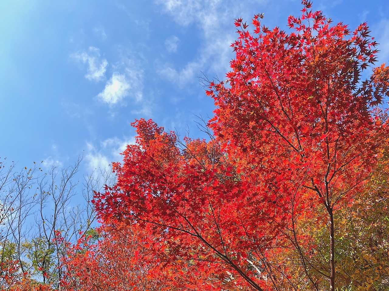 藤ヶ丸山頂手前🍁
あぁ和むなぁ😌