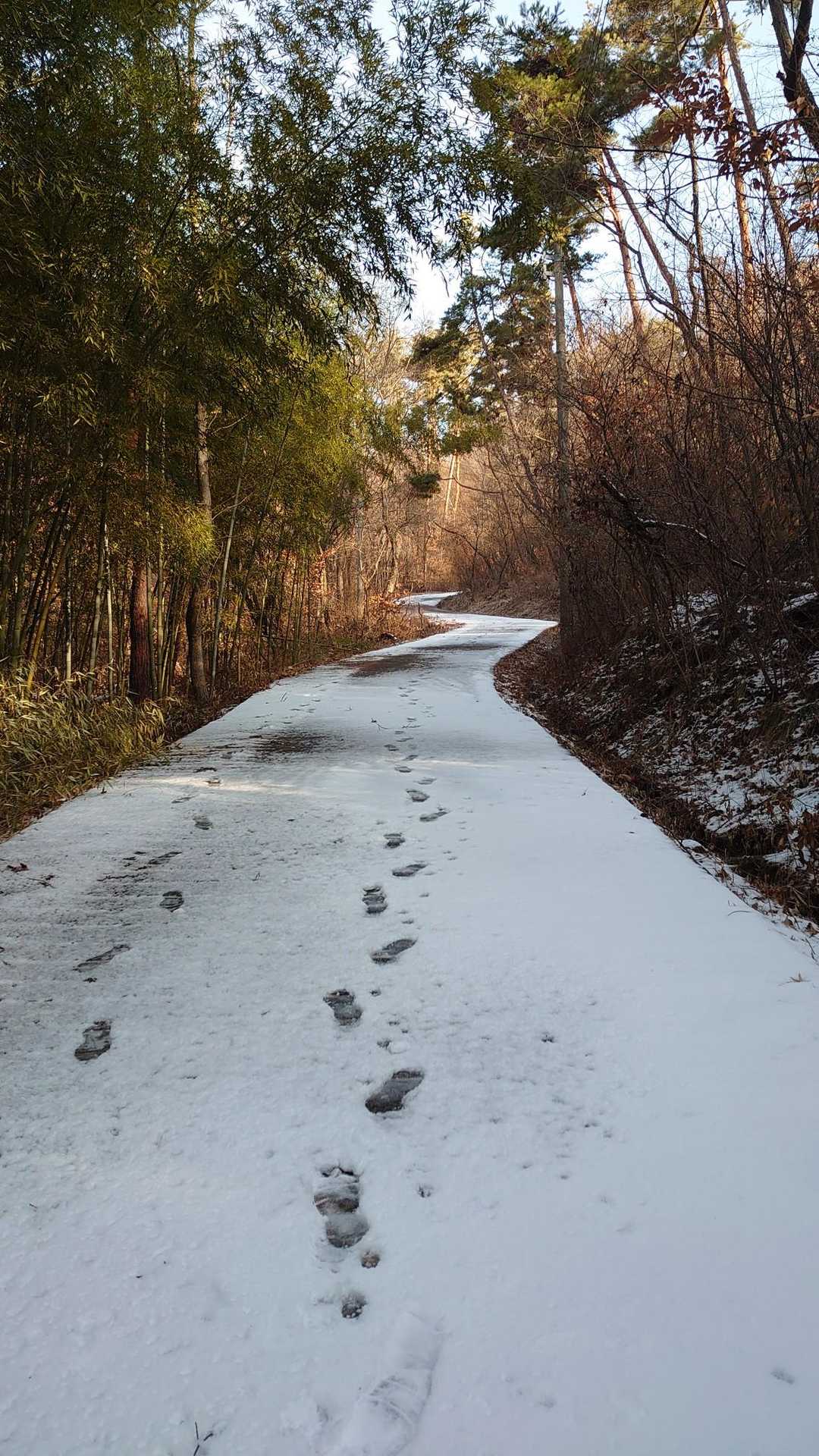 一旦下って作業管理道路へ。
ワンこお散歩の足跡。