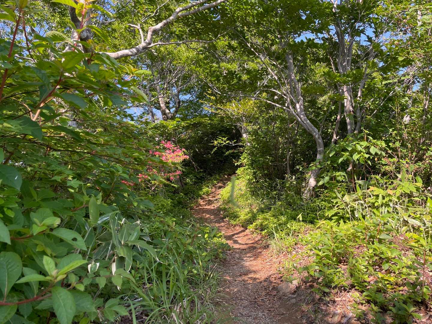 千刈登山口-奥山-雷峰-光兎山 往復コースの写真