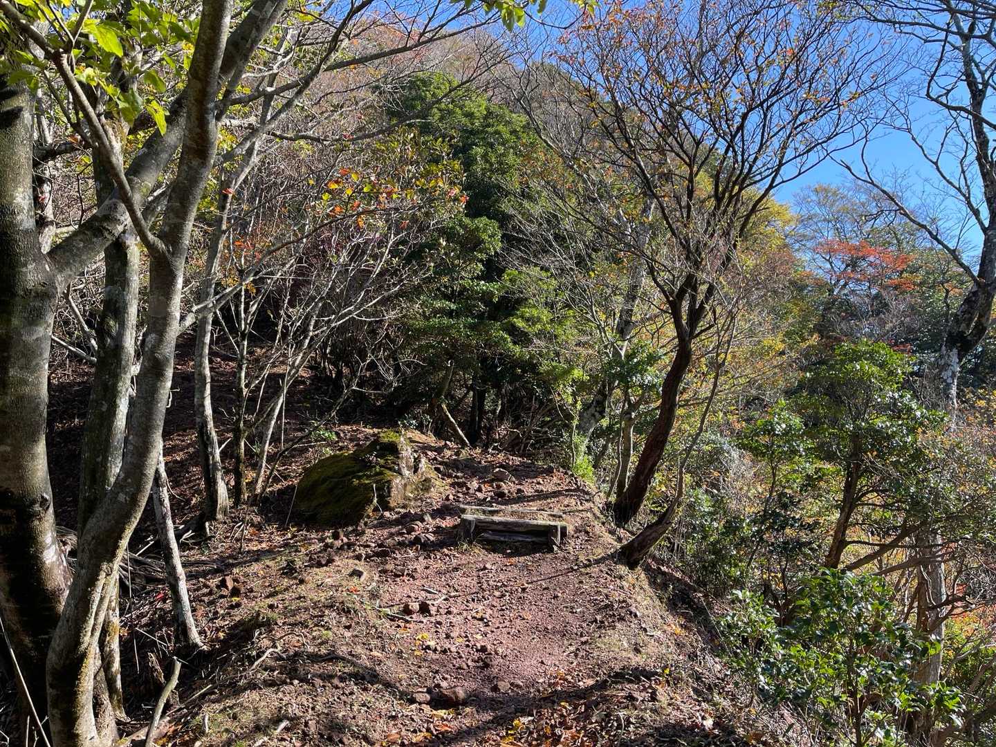 高度も高くなって木もまばらで
明るい雰囲気で気持ちよく歩ける🙂♪