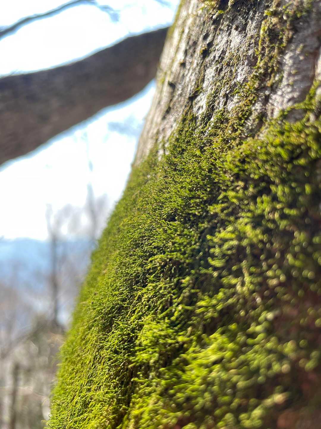 ミツバ岳登山口-大出山-権現山-茅ノ丸-二本杉峠-細川橋バ 縦走コースの写真