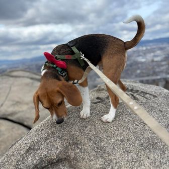 草喰みのめんま🌱