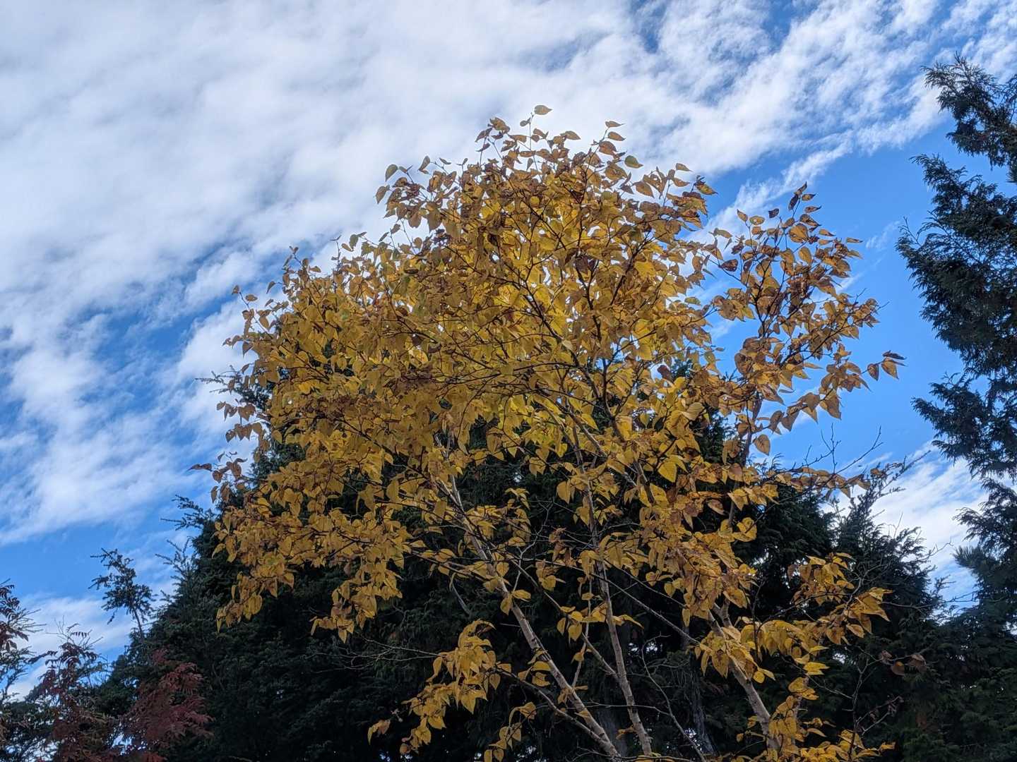 黄色い紅葉🍁