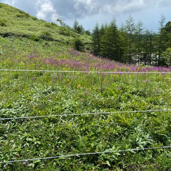 あれはヤナギランの群生