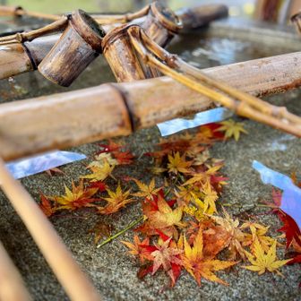 手水舎にもモミジの葉🍁