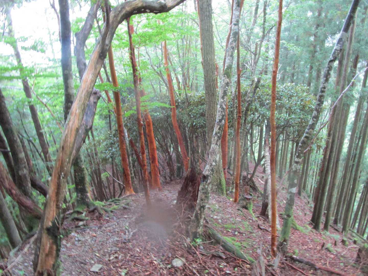 尾根の左右で人工林と自然林が分れる、山のあるある
ヒメシャラに元気をもらい、もうひと頑張り