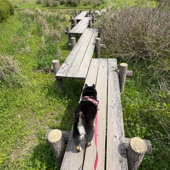 木橋を渡って駐車場へ戻ります。