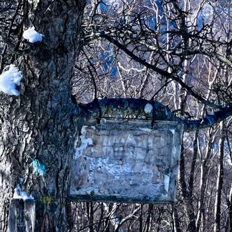 子黒檜の標識をなんとか見つけました。ちなみに爺黒檜は素通りしてしまった💦