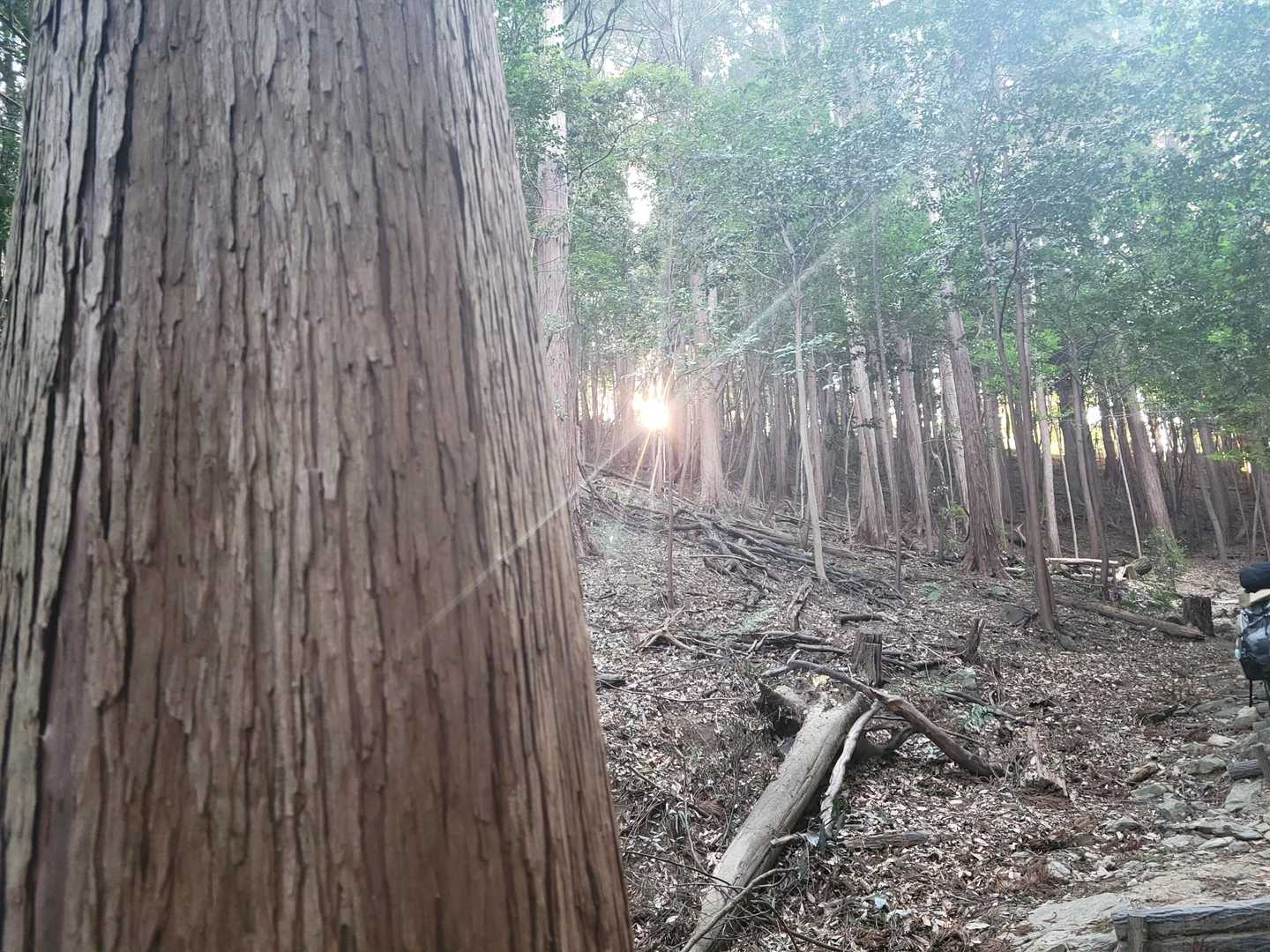 キラー✴️