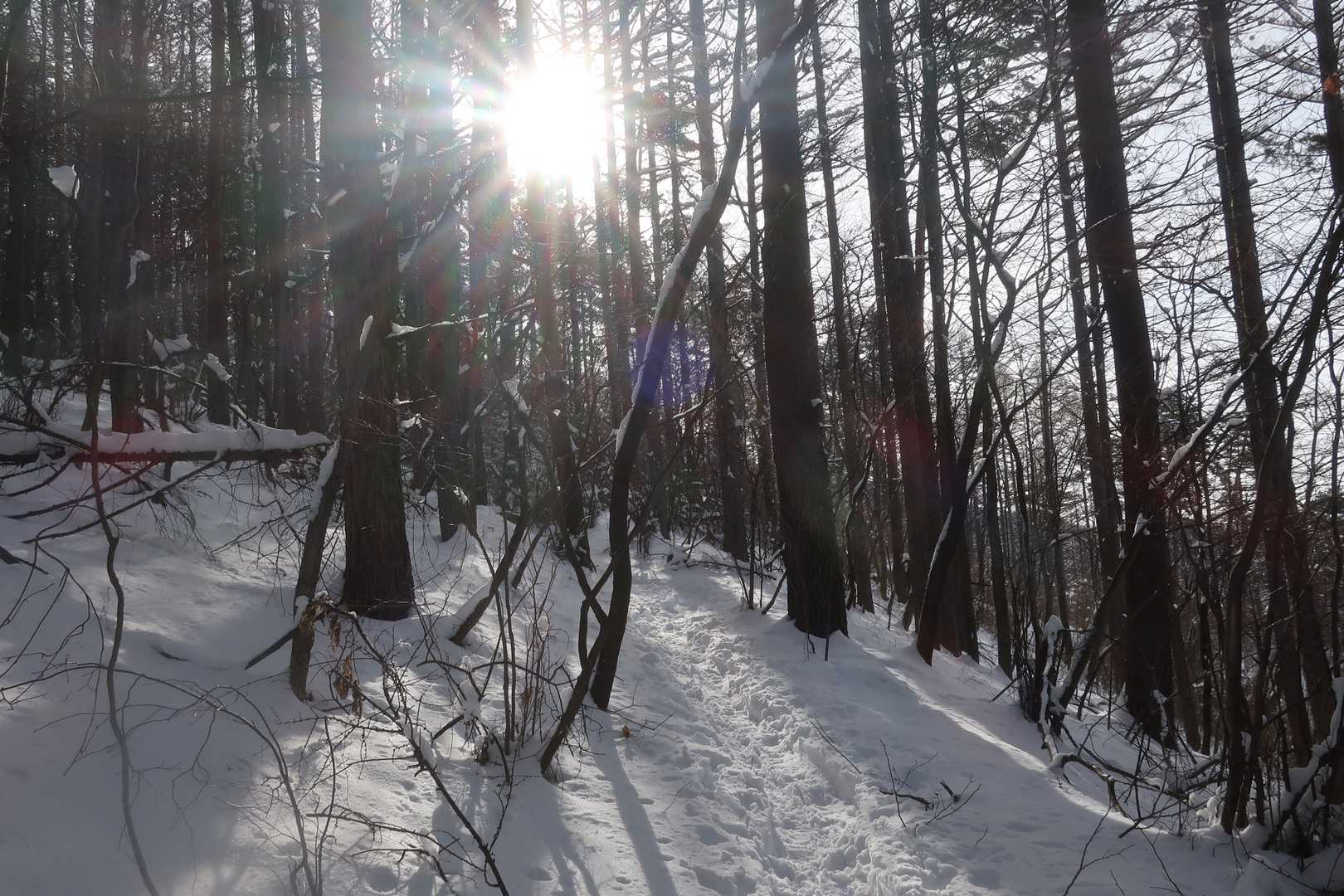 暑い…。歩きやすい樹林帯を登っていきます。