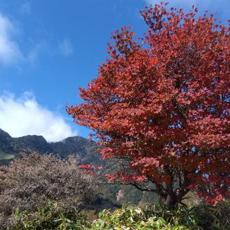今年は残暑を楽しむ？9月もなく、いきなり秋に突入した感じで違和感ありありの残念な夏でした😮‍💨