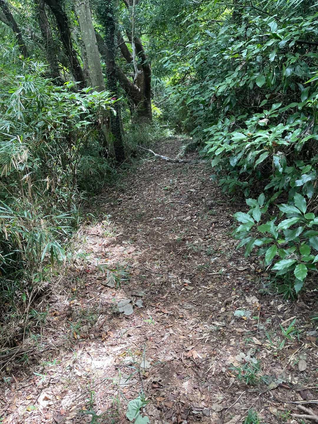 あたご天狗の森登山口-鐘転山 往復コースの写真