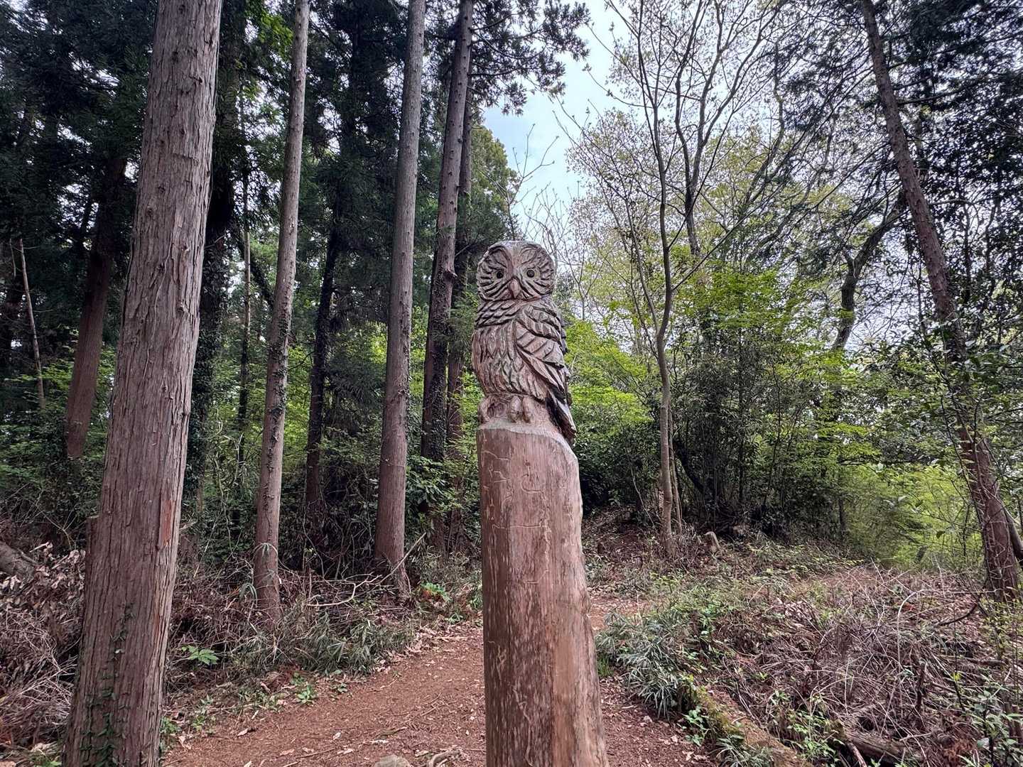 高尾山口駅-草戸峠-草戸山-榎窪山-三沢峠-泰光寺山-梅の 周回コースの写真