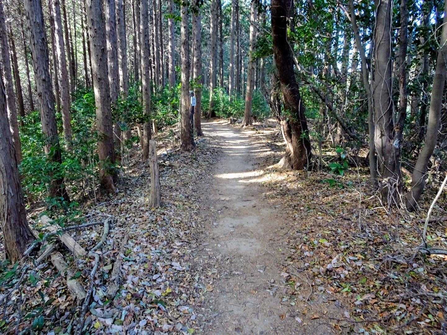 気持ちの良い縦走路