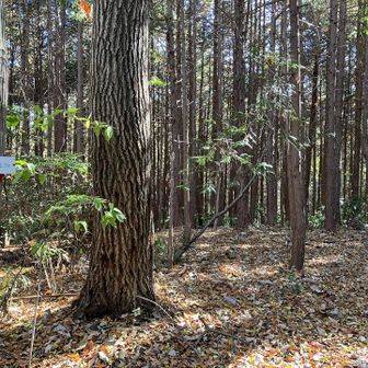 ④和具山

入り口？無く気づかず通過してまた戻る。

薮の中の木にピンテがあるので、そこら辺から入ってくとなんとなく登れる。
下りもピンテ頼みで進み、元の道へ下り着く。