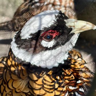 鶏舎に立ち寄り
オナガキジ🐦