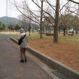 雨模様なので最短コースでミモザを見に行きます。