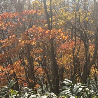 見納め🍁