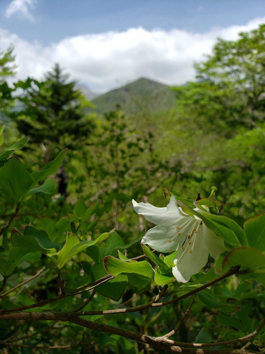 登山道の脇に咲いていた貴重な白ヤシオ
遠方に見えるのは鬼面山