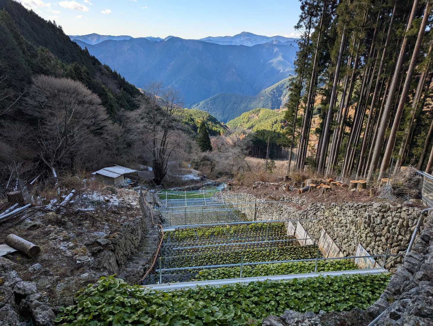 ワサビ田