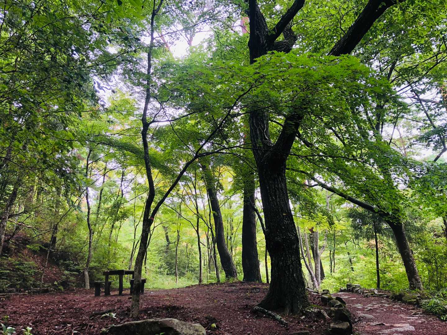 仙人谷。ここはいつ来ても最高の景色✨緑に癒されます♫