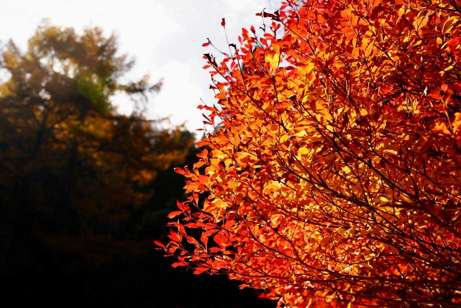 風呂塔-火打山 周回コースの写真