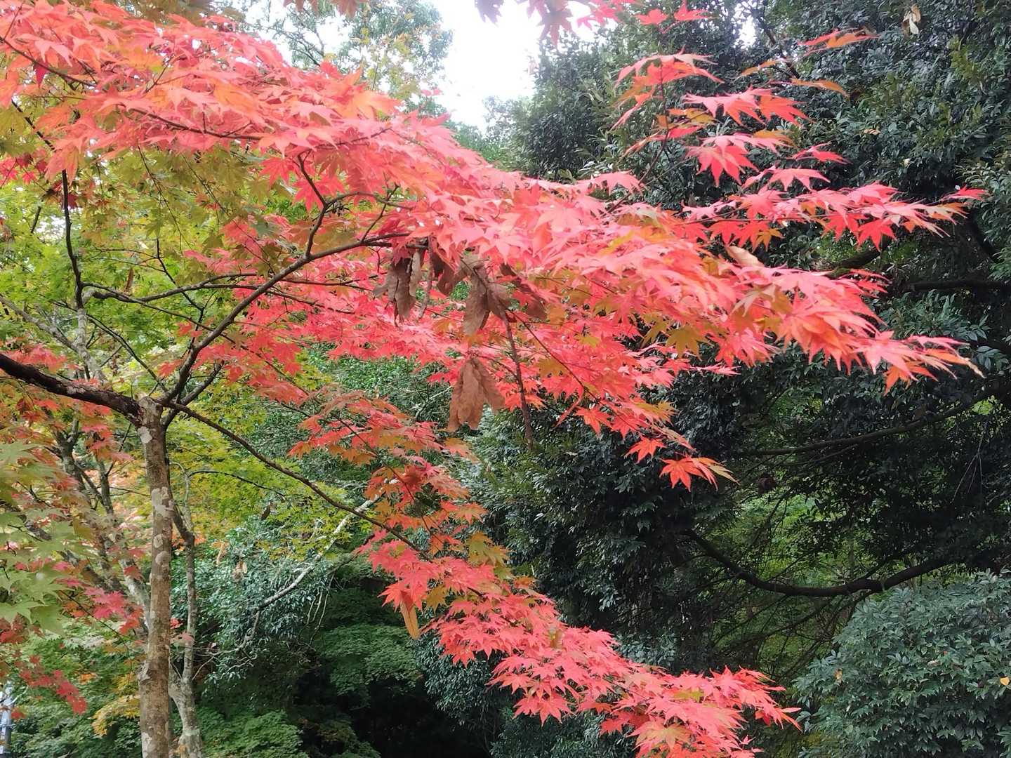 五峰山 往復コースの写真