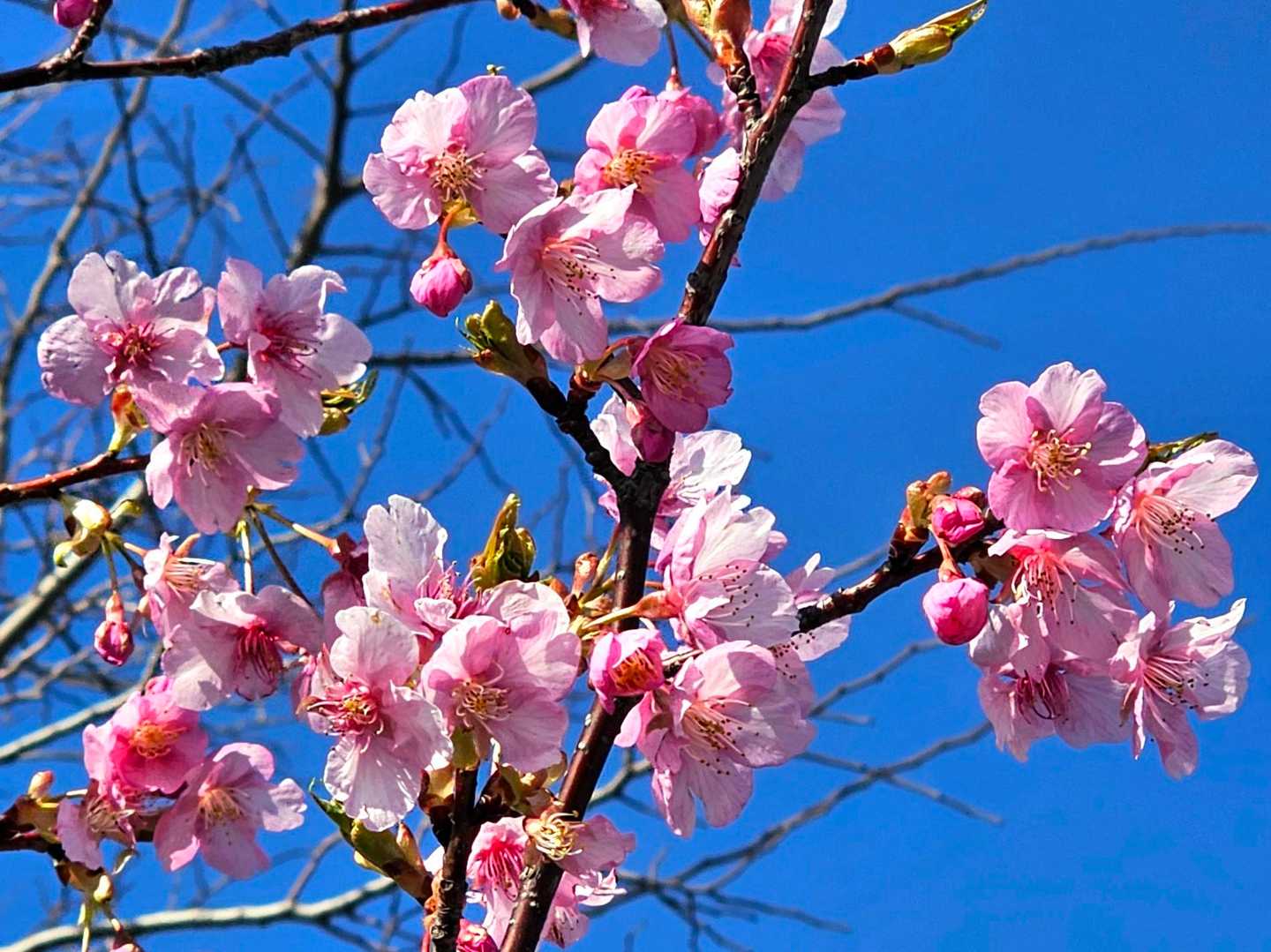 n登拝1835 御殿山 天宮塚 中山最高峰 吾孫子の峰 奥の院 長尾山 うさぎ