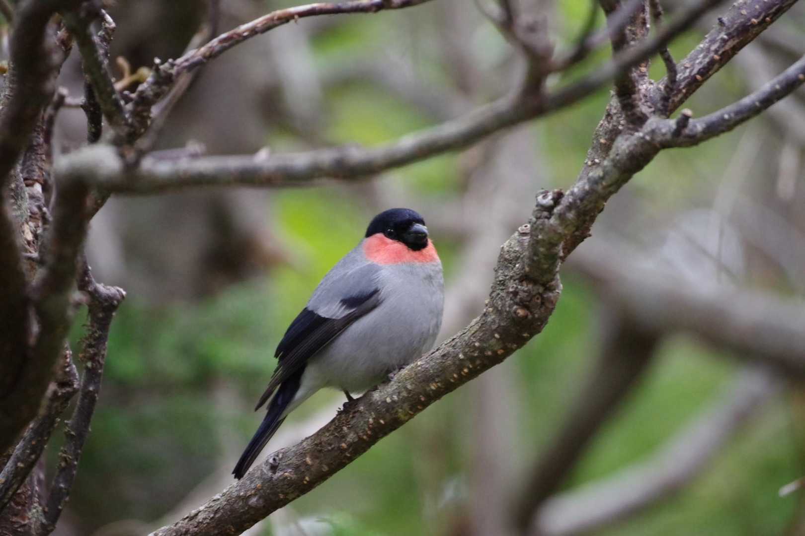 早速野鳥を撮影📷️
ウソみたいに大きく撮れる👏
ウソですから🤭