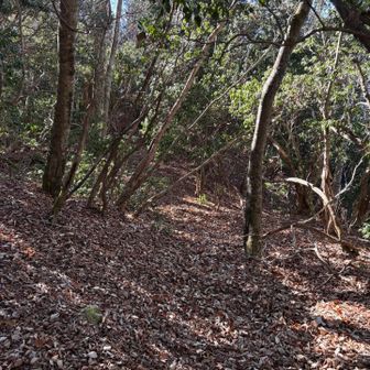 さてピークハント行きますか
ここからはアップダウン